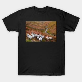 Swaledale Sheep in Weardale T-Shirt